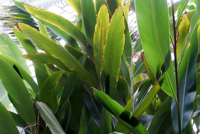 알피니아 제룸벳 - Alpinia zerumbet,variegata,shell ginger, Alpinia zerumbet