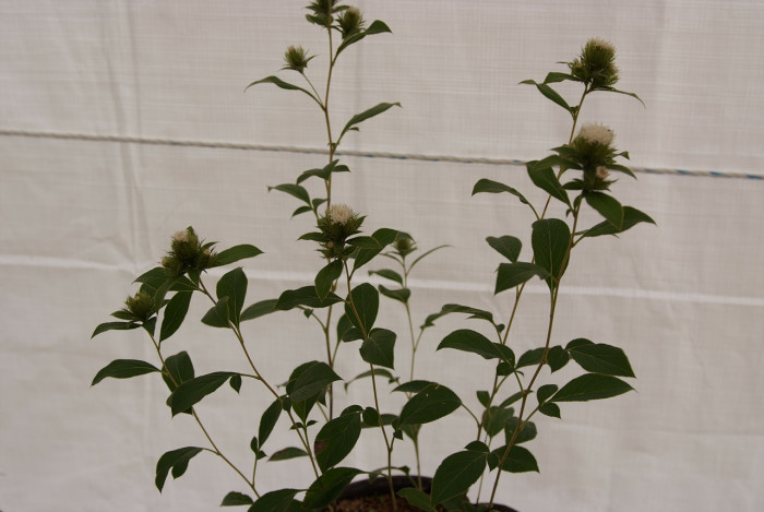 삽주 - Atractylodes ovata (Thunb.) DC.