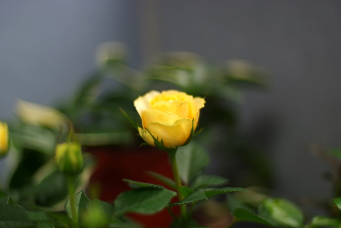 장미 - Rose, Rosa hybrida
