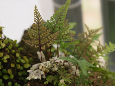 묘이고사리 사진 - Davallia mariesii Photos