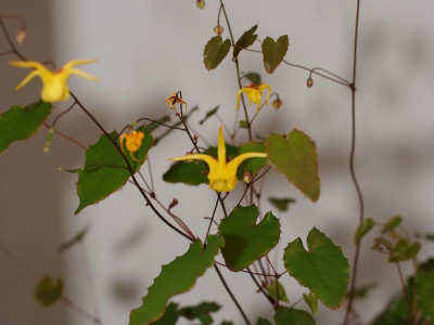삼지구엽초 사진 - Epimedium koreanum Nakai Photos