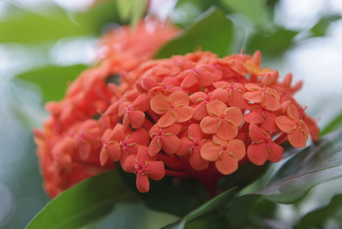 익소라 차이넨시스 - Ixora chinensis