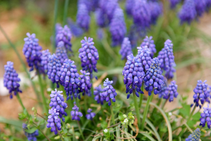 무스카리 - blue grape hyacinth, Muscari armeniacum.