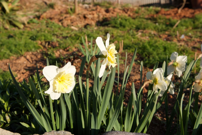 수선화 - daffodil, Narcissus tazetta var. chinensis