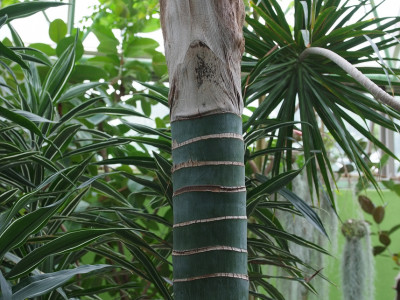 켄차야자 사진 - Howea Forsterana Photos