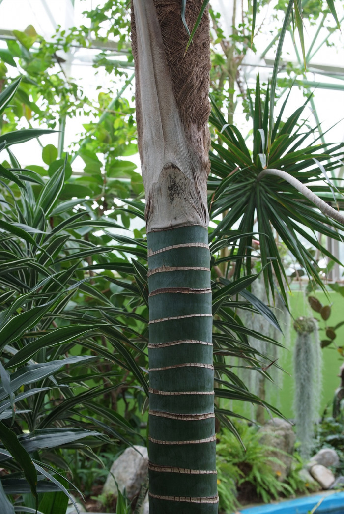 켄차야자 - Kentia palm, Howea Forsterana