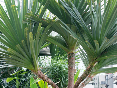 판다누스 사진 - Pandanus utilis Bory Photos