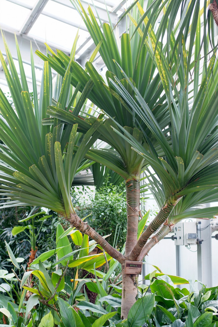 판다누스 - Common screwpine, Pandanus utilis Bory