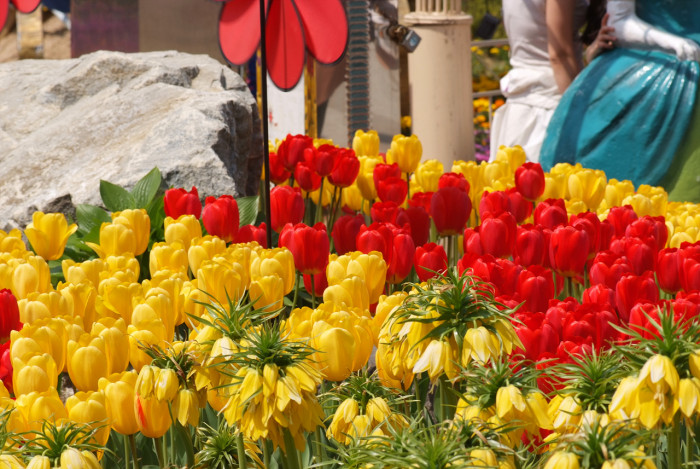 튤립 - Tulip, Tulipa gesneriana