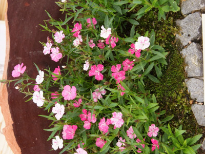 오색패랭이 사진 - Dianthus deltoides Photos