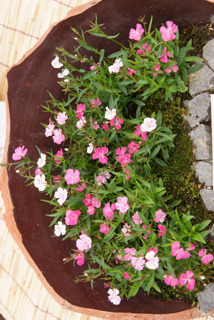 오색패랭이 - Dianthus deltoides
