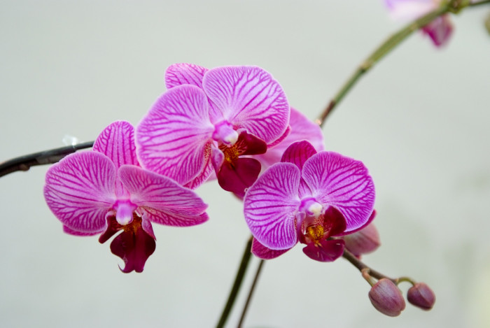 호접란 - Moth orchids, phalaenopsis