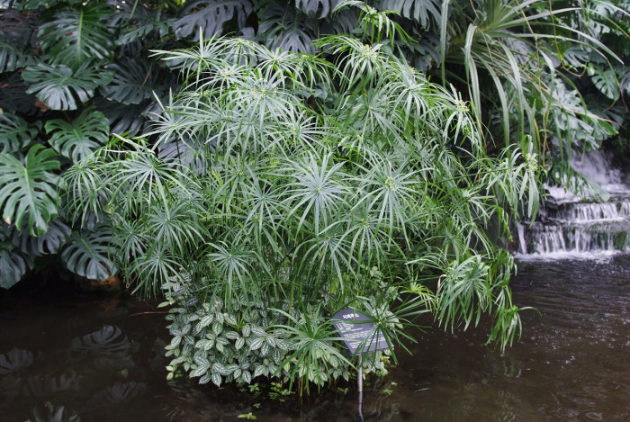 종려방동사니 - Cyperus alternifolius L.