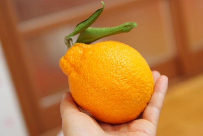 한라봉 - Dekopon, Citrus reticulata cv. Shiranui