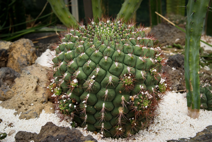신천지 - Giant Chin Cactus, Gymnocalycium saglione