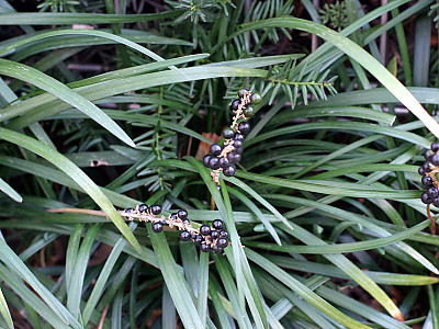 맥문동 사진 - Liriope platyphylla Photos