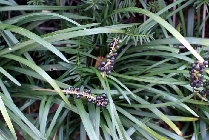 맥문동 - Liriope platyphylla