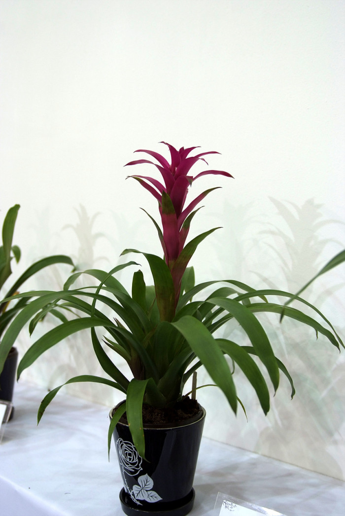 틸란디시아 - Tillandsia bergeri