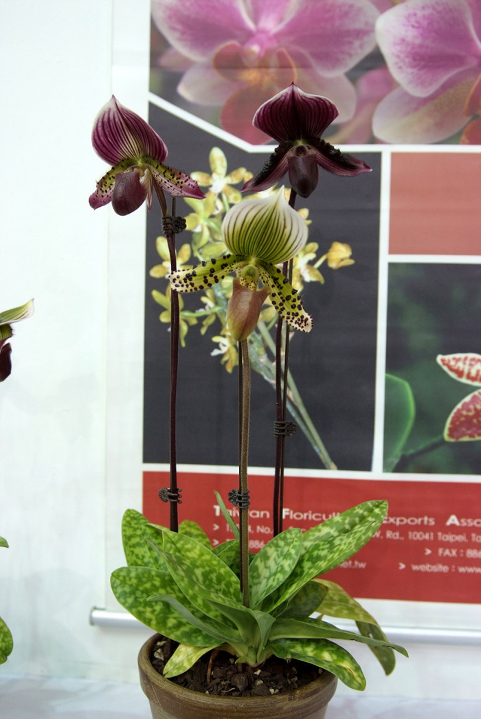 파피오페딜럼 - Papihopedilum pinochio, Paphiopedilum hybrids