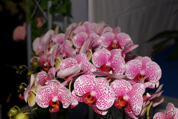 호접란 - Moth orchids, phalaenopsis