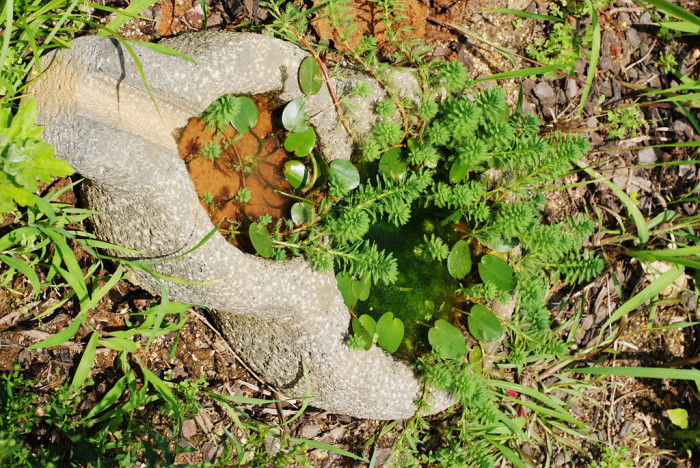 물수세미 - Myriophyllum verticillatum
