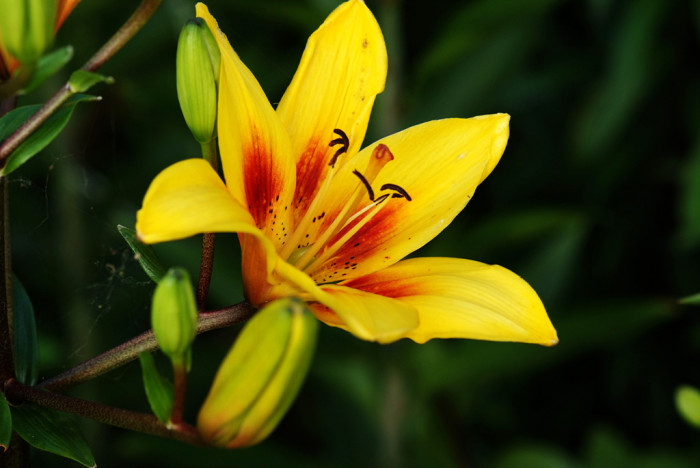 백합 - Lily, Lilium longiflorum Thunb.