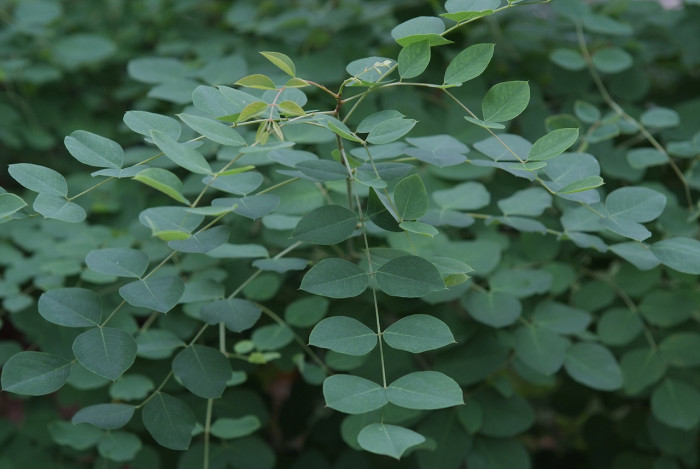 조록싸리 - Lespedeza maximowiczii C.K.Schneid.