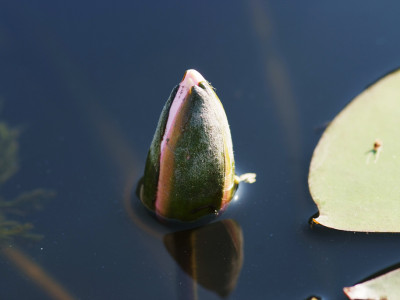 수련 사진 - Nymphaea tetragona var. angusta Photos