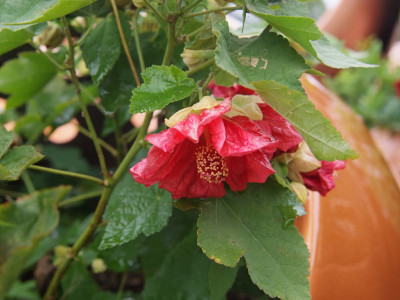 아부틸론 사진 - Abutilon megapotamicum Photos