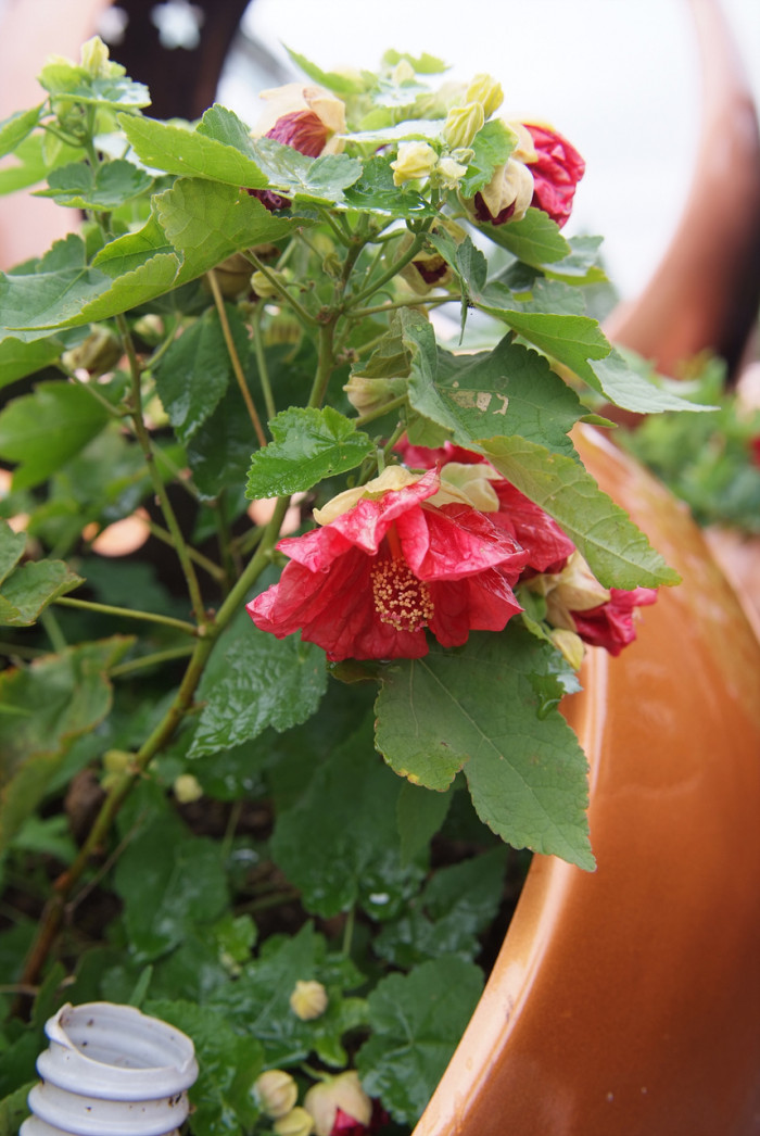 아부틸론 - Trailing Abutilon, Brazilian Abutilon, Abutilon megapotamicum
