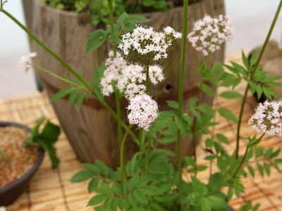 쥐오줌풀 사진 - Valeriana fauriei Briq. Photos