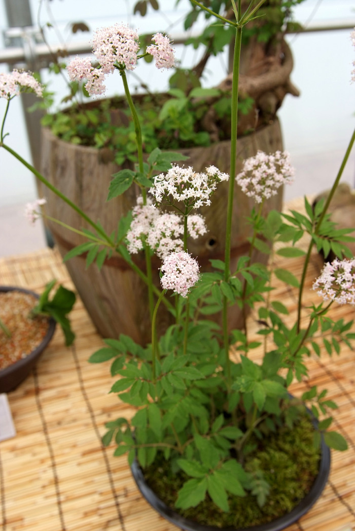 쥐오줌풀 - Valeriana fauriei Briq.