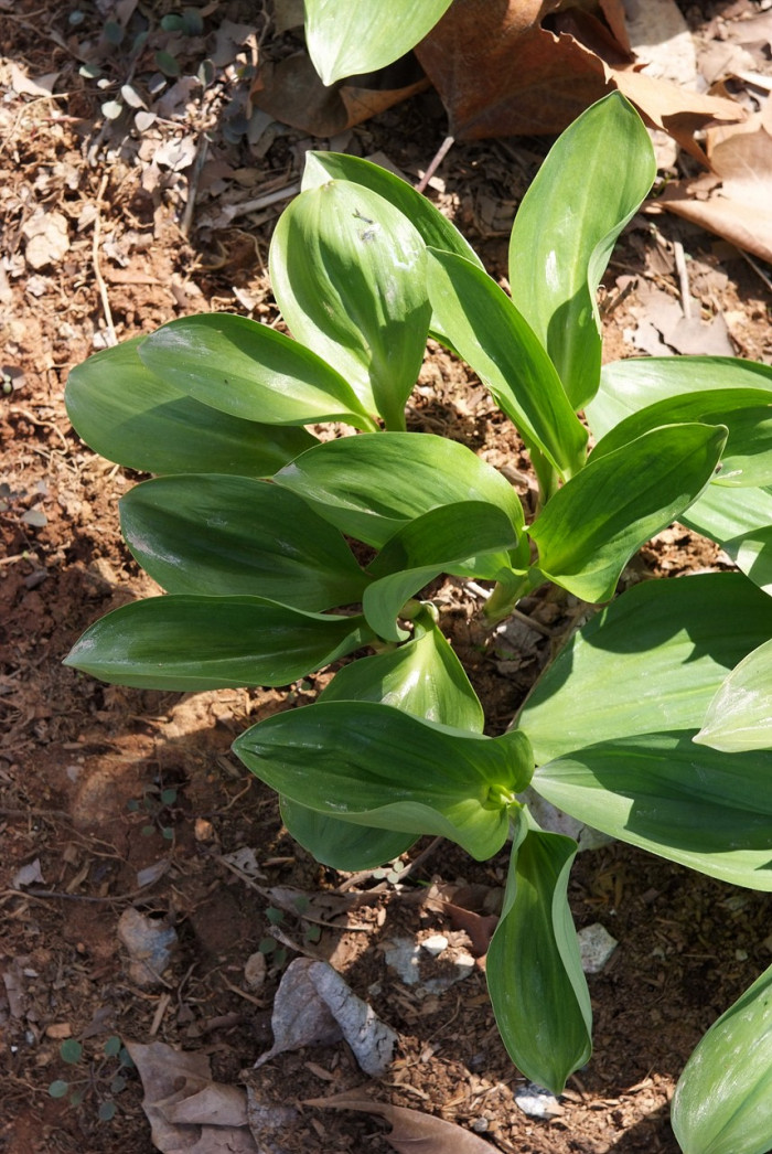 산마늘 - Allium victorialis var. platyphyllum