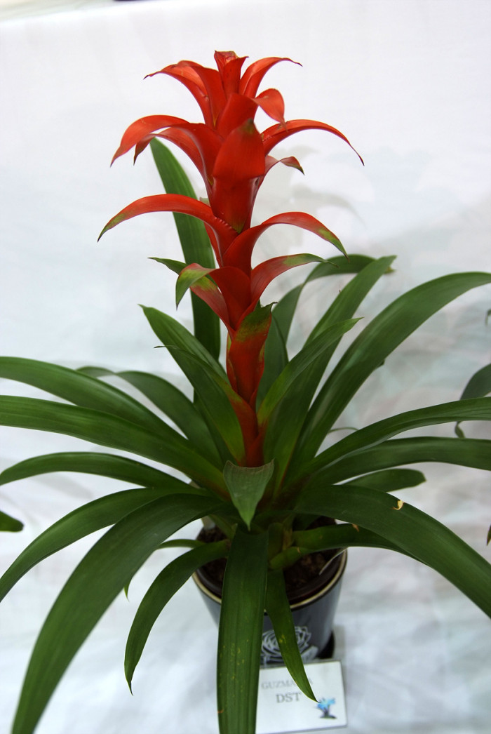틸란디시아 - Tillandsia bergeri