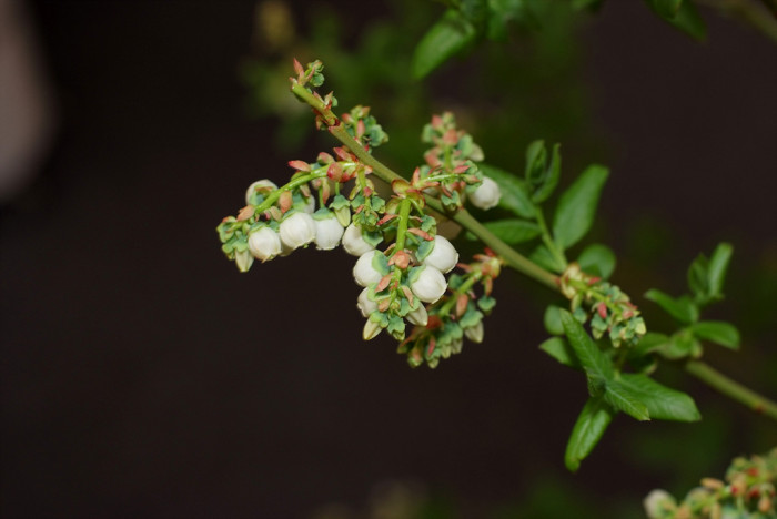 블루베리 - Blueberry, Vaccinium spp.