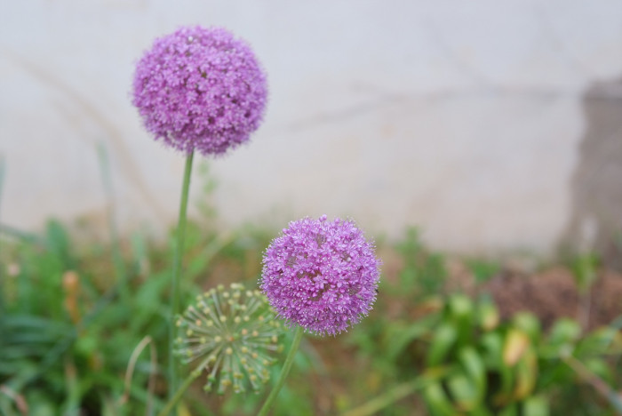 알리움 - Allium  spp