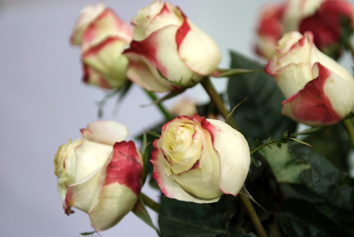 장미 - Rose, Rosa hybrida