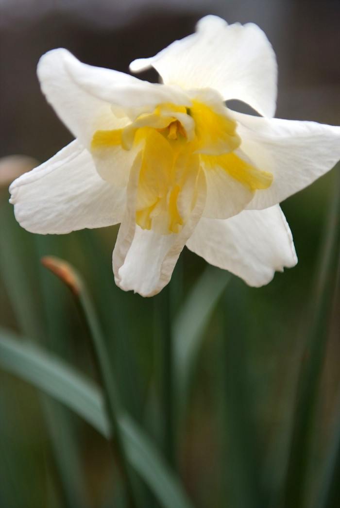 수선화 - daffodil, Narcissus tazetta var. chinensis