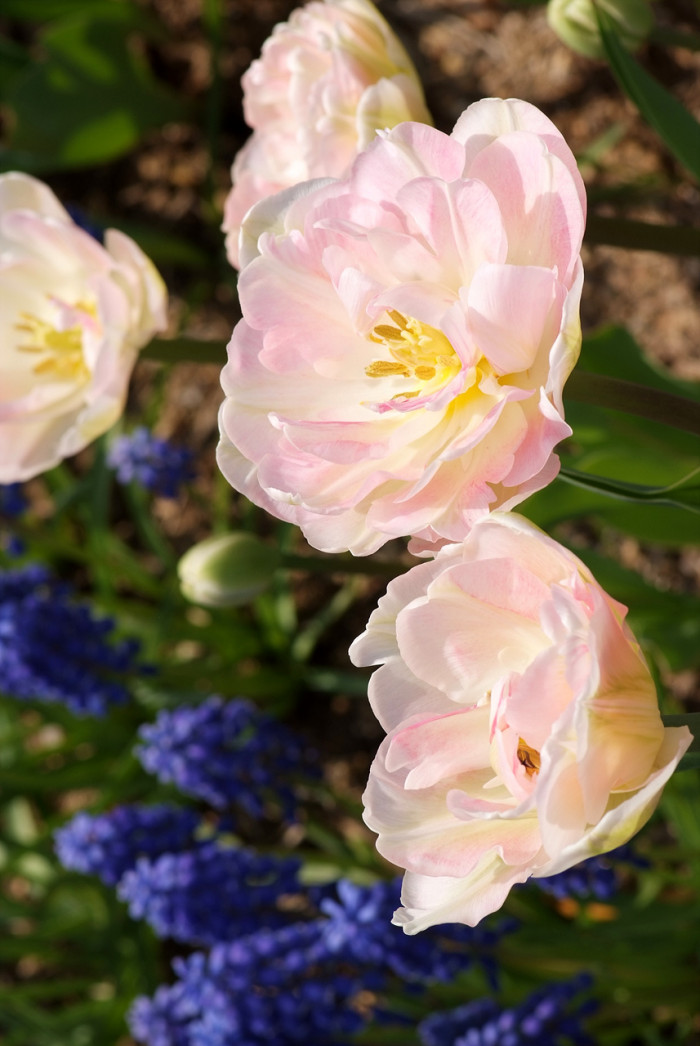 튤립 - Tulip, Tulipa gesneriana