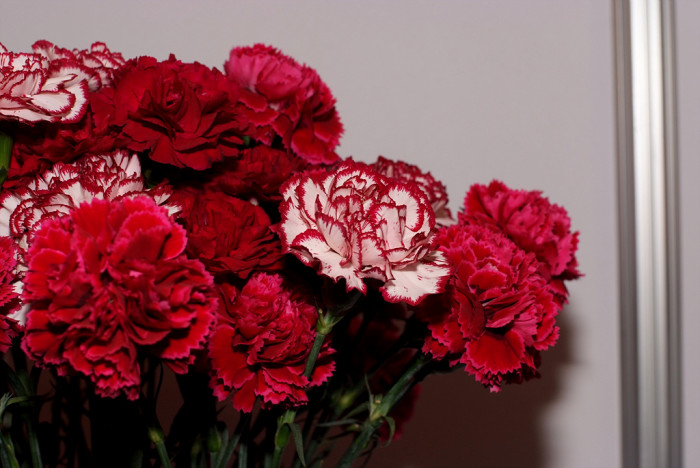 카네이션 - Bernard, Dianthus caryophyllus L.