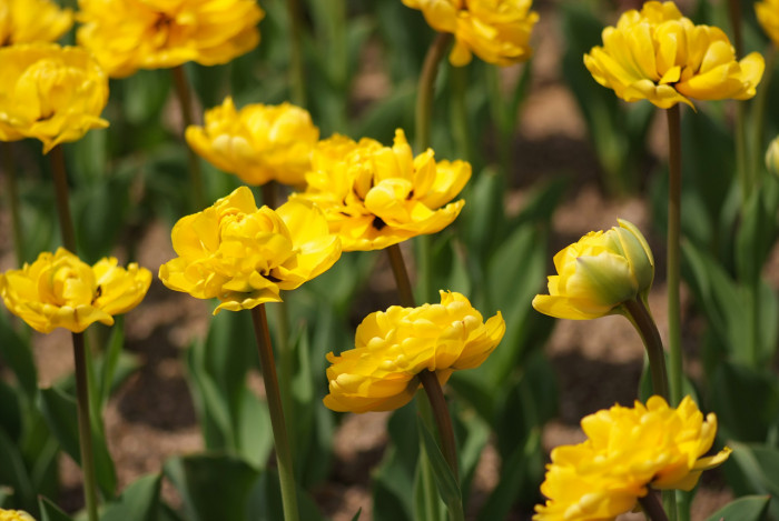 튤립 - Tulip, Tulipa gesneriana