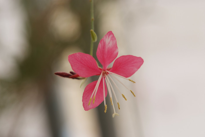 바늘꽃 - ㅈㅜㄹ기의 트깆, Epilobium pyrricholophum Franch. & Sav.