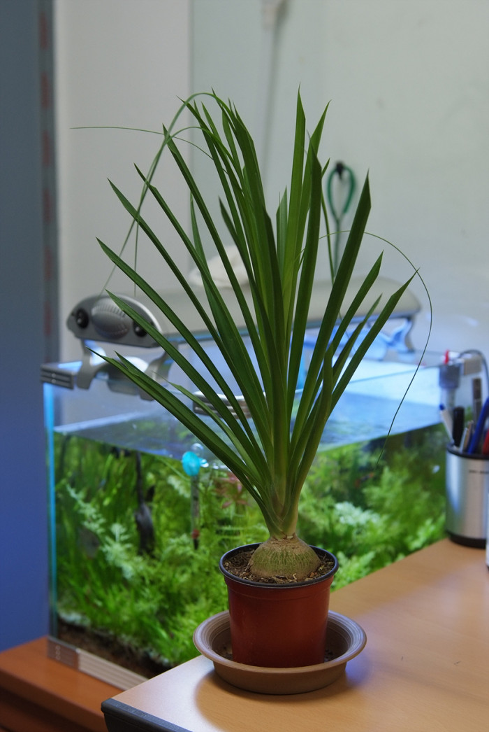 덕구리난 - Pony Tail Palm, Beaucarnea recurvata
