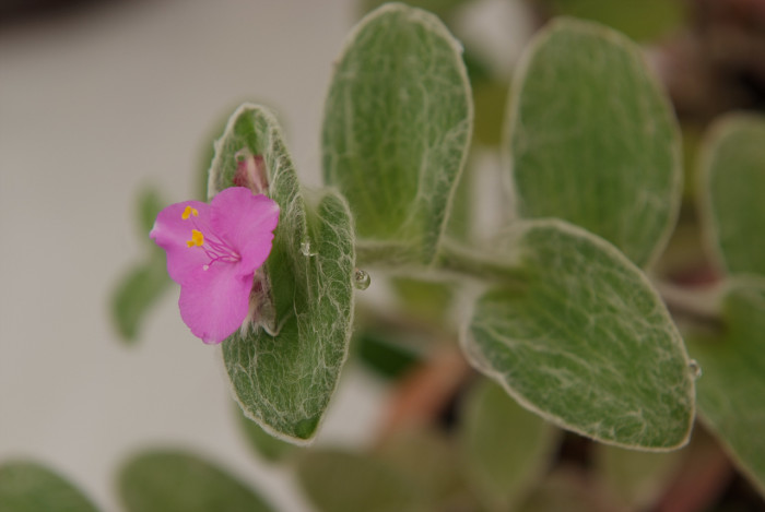 털달개비 - White Velvet, White Gossamer, Tradescantia sillamontana