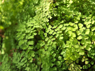 아디안텀 사진 - Adiantum raddianum C.Presl Photos