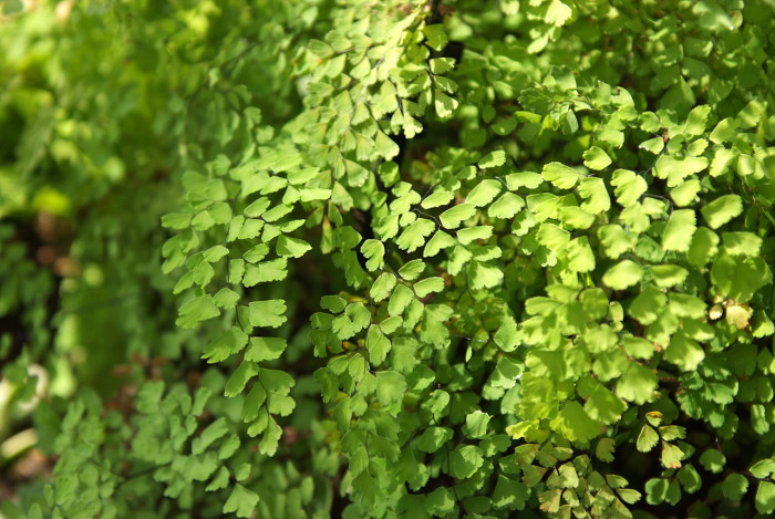 아디안텀 - Delta maidenhair fern, Adiantum raddianum C.Presl