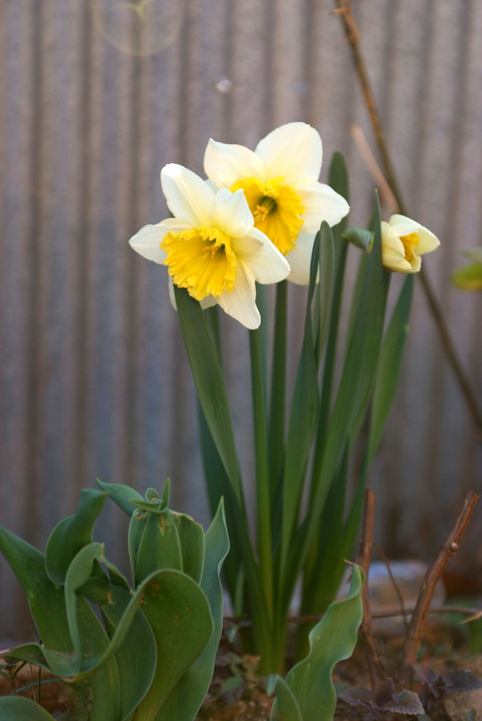 수선화 - daffodil, Narcissus tazetta var. chinensis