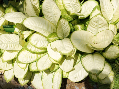 디펜바키아 사진 - Dieffenbachia Marianna Photos