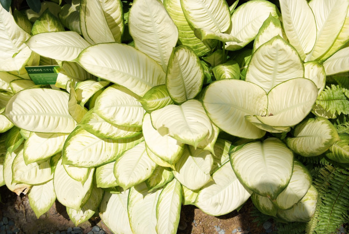 디펜바키아 - Dieffenbachia Marianna