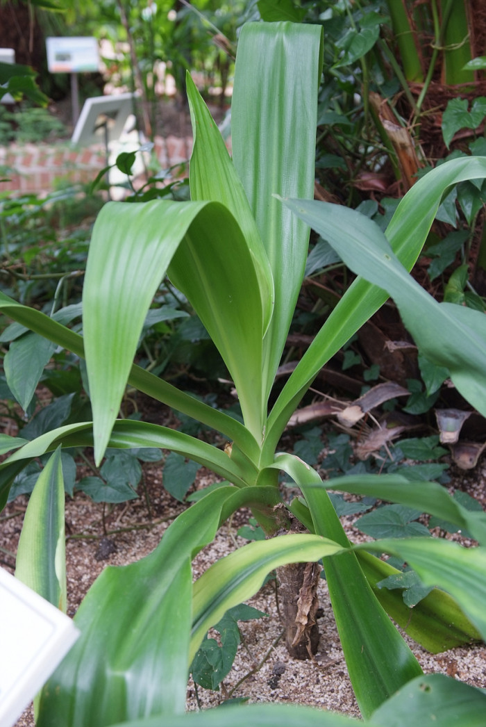 문주란 - poison bulb, giant crinum lily, grand crinum lily, spider lily, Crinum asiaticum var. japonicum Baker